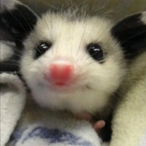 Meet your Posher, Misty